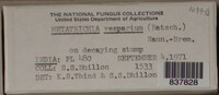 Metatrichia vesparium image